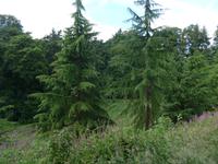 Wanderung im Anwesen von Killerton House