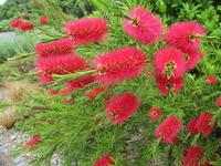 Nationaler Botanischer Garten von Wales