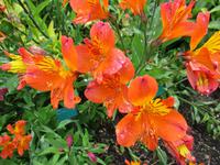 Nationaler Botanischer Garten von Wales