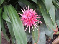 Nationaler Botanischer Garten von Wales