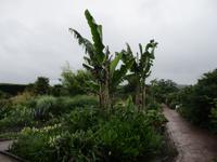 Nationaler Botanischer Garten von Wales