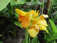 Nationaler Botanischer Garten von Wales