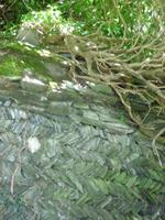 Tintagel Schiefermauern