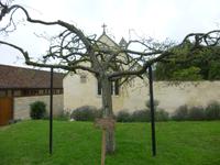 Glastonbury Abbey Dornbusch