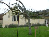 Glastonbury Abbey Dornbusch