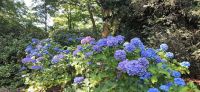 143 Arley Arboratum & Gardens
