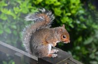 043 London, Grauhörnchen vorm Fenster