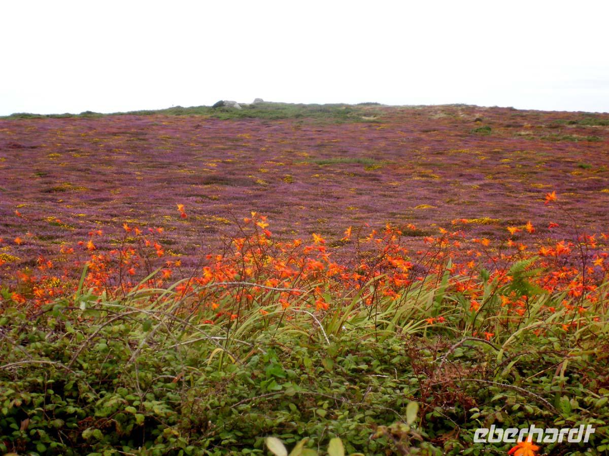 Die Heide blüht bei Lands End