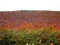 Die Heide blüht bei Lands End