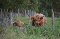 144 Newtonmore, Highland Folk Museum, Galloways