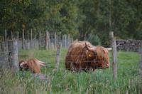 145 Newtonmore, Highland Folk Museum, Galloways