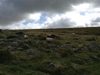im Dartmoor
