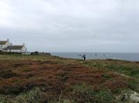 die Heide blüht noch