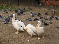 St. James Park - Pelikane