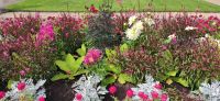 150 Arley Arboretum and Gardens