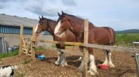157 - Rinderfarm, Pferde, Aberdeenshire