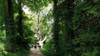 The Lost Gardens of Heligan 20180515 130009