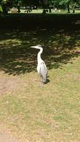 Ein Reiher im St. James Park London