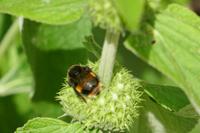 Garten von Arundel Castle