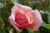 Garten von Arundel Castle