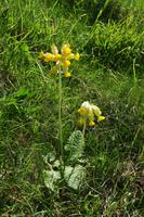 Südengland - Isle of Wight - Needles