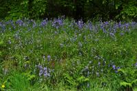 Südengland - Blue bells