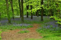 Südengland - Blue bells