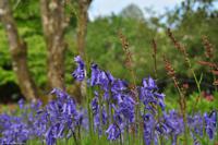 Südengland - Lanhydrock House & Gardens - Blue bells