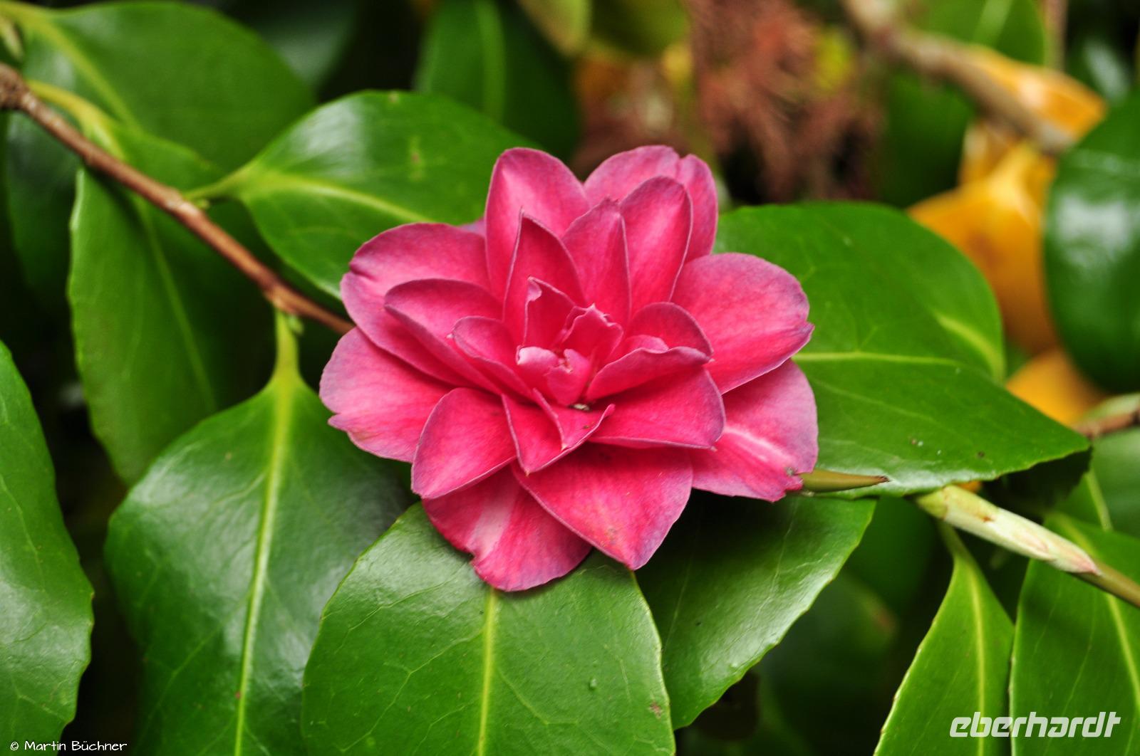 Südengland - Lanhydrock House & Gardens