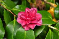 Südengland - Lanhydrock House & Gardens