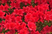 Südengland - Lanhydrock House & Gardens