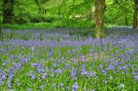 Südengland - Lanhydrock House & Gardens - Blue bells