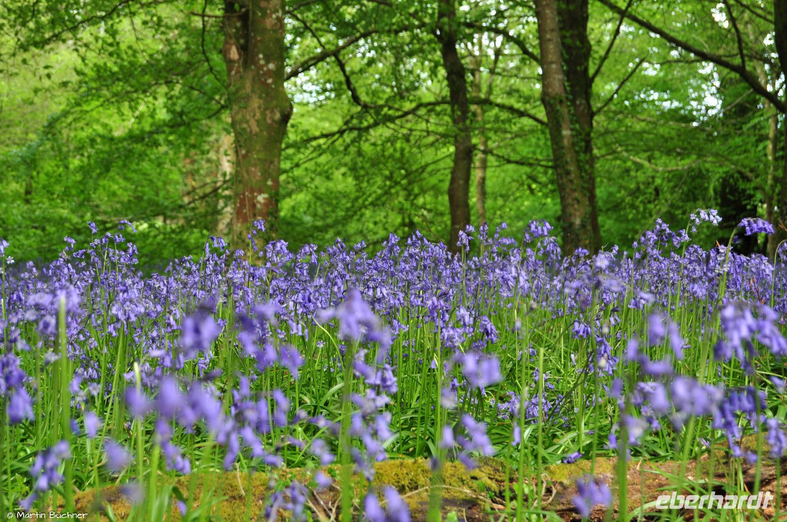 Südengland - Lanhydrock House & Gardens - Blue bells