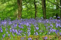 Südengland - Lanhydrock House & Gardens - Blue bells