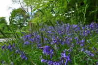 Südengland - Lanhydrock House & Gardens - Blue bells