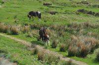 Südengland - Devon - Dartmoor
