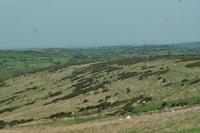 Südengland - Devon - Dartmoor