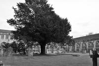 Südengland - Wells Cathedral - Kreuzgang