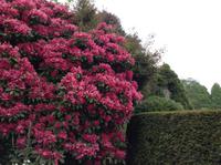 blühender Rhodedendron