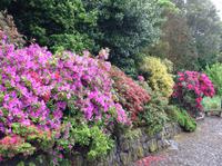 blühender Rhodedendron