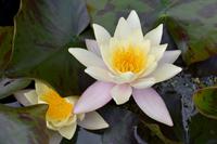 0668 Botanischer Garten von Wales