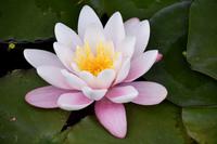 0669 Botanischer Garten von Wales