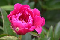 0671 Botanischer Garten von Wales