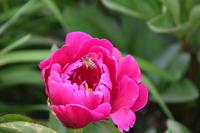 0672 Botanischer Garten von Wales