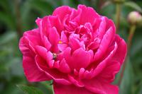 0673 Botanischer Garten von Wales