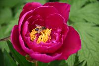 0674 Botanischer Garten von Wales