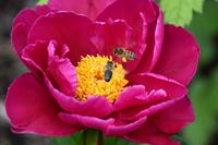 0676 Botanischer Garten von Wales