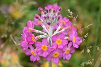 0678 Botanischer Garten von Wales