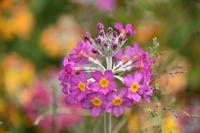 0679 Botanischer Garten von Wales