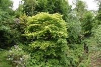 0767 Isle of Skye, Armadale Castle & Garden